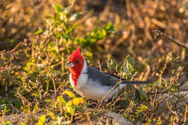 Brazil-Pantanal Red-crested cardinal